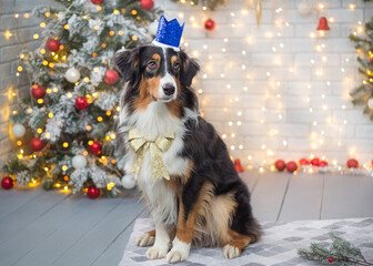 Australian Shepherd in Christmas stands against the background of a decorated Christmas tree