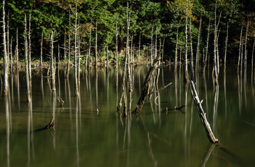 山口県 一の俣桜公園 水没林 枯れ木