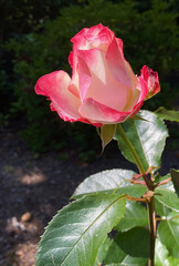 Sunlit pink edge ruffled rose.