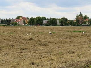 Störche auf einem Feld in Sachsen-Anhalt