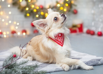 Chihuahua in Christmas stands against the background of a decorated Christmas tree