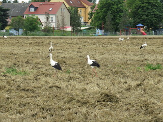 Störche auf einem Feld in Sachsen-Anhalt