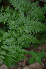 Close-up of fern leaf surface in forest