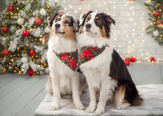 Australian Shepherd in Christmas stands against the background of a decorated Christmas tree