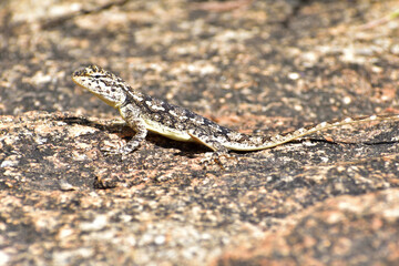 lizard on the rocks with same gesture of Rock