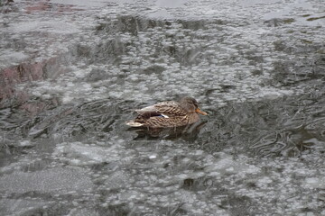 One single duck swims in a pond by winter. Cold weather, snow falling. Snelli pond, Toompark, Tallinn, Estonia. January 2021