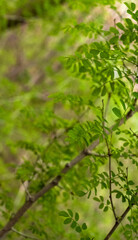 Naklejka premium green leaves in Rainy season