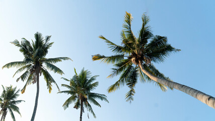 Naklejka na ściany i meble Coconut tree in Ant view on blue sky day