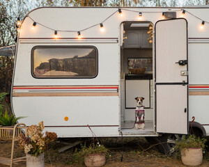 Cute jack russell terrier dog wearing a knitted sweater in a motorhome. Travel by van in the fall.