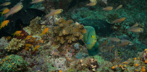 a cute and curious koran angelfish peeks from behind a rock amongst coral as a leaf fish sways in...
