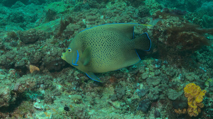 gorgeous koran angelfish swimming along coral reef in watamu marine park, kenya