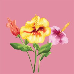 hibiscus flowers in three colors