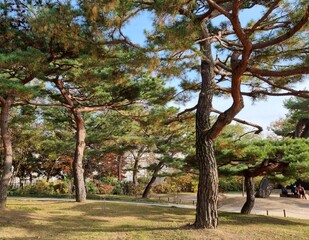 The beauty of an old palace in Korea