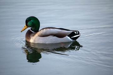 Male Mallaard duck (Anas platyrhynchos) on water with reflection