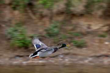 Male Mallard duck (Anas platyrhynchos) in flight against earthy background 