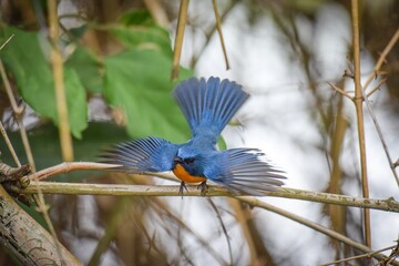 Beautiful bird showcasing its wings.