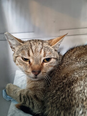 unhappy scared cat in pet carrier