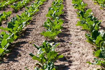 Fototapeta na wymiar cultivation of sugar beet for the production
