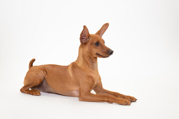 若いミニチュアピンシャーのスタジオ写真