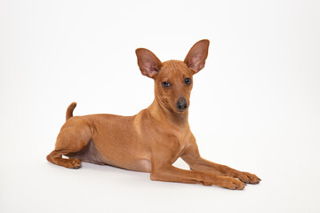 若いミニチュアピンシャーのスタジオ写真