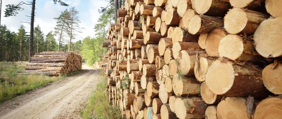 Foto op Plexiglas Vers gemaakt brandhout in het groenblijvende bos, dennenboom logs close-up. Milieuschade, ecologische vraagstukken, ecologie, natuur, hout, ontbossing, alternatieve energie, houtindustrie, bedrijfsleven © Aastels