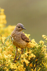 roquero rojo. hembra