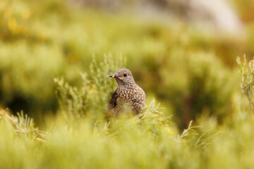 roquero rojo. hembra