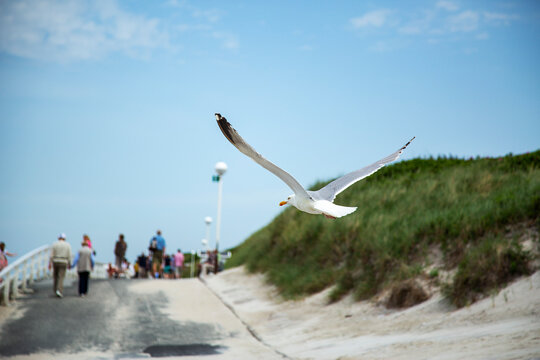 Sylt - Close-Up to Seagull at Westerland Promenade, Germany