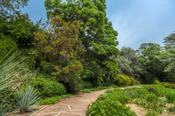 alley in the Nikitinsky Botanical Garden