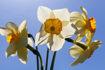 several beautiful yellow daffodils folded in a bouquet