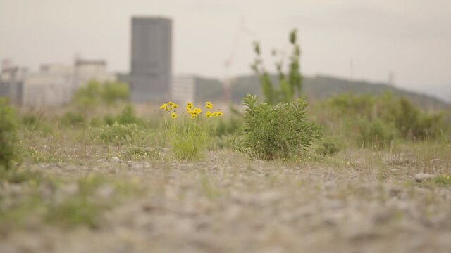 A scene in which a golden flower is blooming in the wilderness of the city