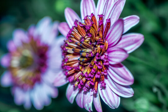 Lavender Cape Marguerite daisy bloom  with mirror image