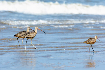 Long billed curlews on the beach