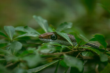 Vine snake in the tree branches