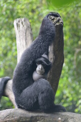 The siamang, Symphalangus syndactylus is an arboreal, black furred gibbon native to the forests of Indonesia.  The siamang starts its day by calling with throat sac inflated  in the early morning 