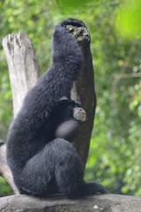 The siamang, Symphalangus syndactylus is an arboreal, black furred gibbon native to the forests of Indonesia.  The siamang starts its day by calling with throat sac inflated  in the early morning 