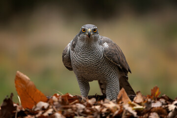 Adult of Northern Goshawk (Accipiter gentilis) with a prey in an forest covered with colorful leaves. Autumn day in a deep forest in the Netherlands.                                
