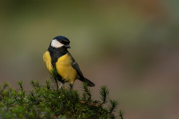  Great Tit (Parus major) 
in the forest of Noord Brabant in the Netherlands.               
