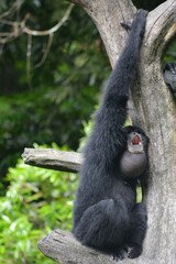 The siamang, Symphalangus syndactylus is an arboreal, black furred gibbon native to the forests of Indonesia.  The siamang starts its day by calling with throat sac inflated  in the early morning 