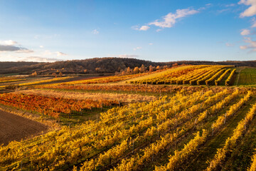 Vineyards fields in the Austrian Weinviertel region. Aerial view to the vineyards of Lower Austria.