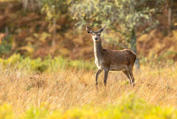 Wild, native, Red Deer hind or female, stood in rainy Autumn weather in the colourful and beautiful Glen Strathfarrar, Highlands of Scotland. Facing camera. Space for copy.  Horizontal.