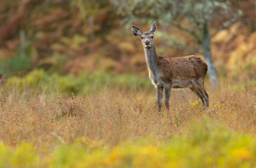 Naklejka na ściany i meble Wild, native, Red Deer hind or female, stood in rainy Autumn weather in the colourful and beautiful Glen Strathfarrar, Highlands of Scotland. Facing camera. Space for copy. Horizontal.