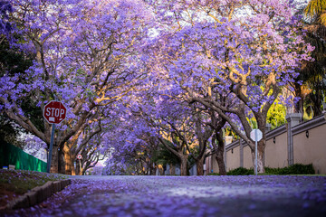 Obraz premium Jacarandas Trees in Houghton, Johannesburg, South Africa, 2021