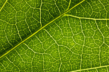 green leaf macro