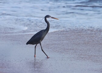 Western reef heron. Western reef egret. Egret on the beach. Egretta gularis.