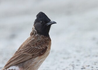 The red-vented bulbul is a member of the bulbul family of passerines. Pycnonotus cafer. Bulbul bird.