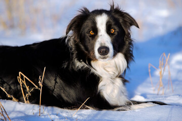 Beautiful Border Collie resting in snow after playing, sunny winter day.