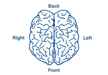 human brain illustration (with text)