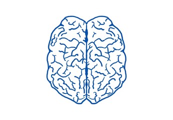 human brain  illustration (no text)