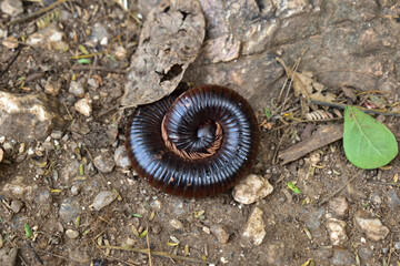 Millipedes laying on the ground
